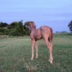 LOTE 004 - NOME A ESCOLHER (BET HESA CAT JR x LOBA SUPER REY)