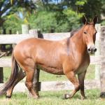 LOTE 014 - SORVETE
