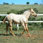 LOTE 014 - GANGSTAR VRA