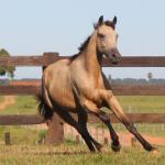 LOTE 016 - APOLLO H HANCOCK