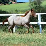 LOTE 003 - DALLARA CAT VRA