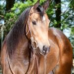 LOTE 009 - BUCKY LITTLE CIELO