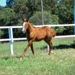 LOTE 015 - GUNNATRUCK VRA