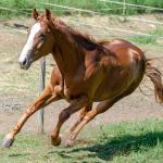 LOTE 006 - LAST BRYAN STARLIGHT