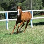 LOTE 015 - GUNNATRUCK VRA