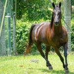 LOTE 001 - WANNA BET BC (VENTRE PARA LIVRE ACASALAMENTO)