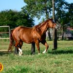 LOTE 013 - SOLTERA REY PEP B (2x1)
