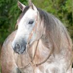 LOTE 007 - SHUGAR WINNIN