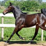 LOTE 004 - MV IDEAL BRENA