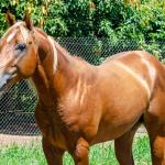 LOTE 007 - TAY BEE FAME I9