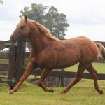 LOTE 010 - SUNSHINE CAL OLENA