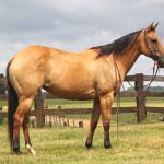 LOTE 001 - CRISTAL BLUE JAY