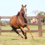 LOTE 015 - MR JAY PEPPY OAK EDU