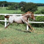 LOTE 002 - DUCATTI CAT VRA
