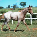 LOTE 002 - DUCATTI CAT VRA