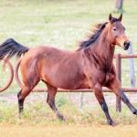 LOTE 007 - MISS DUAL PEP HSC
