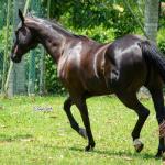 LOTE 001 - WANNA BET BC (VENTRE PARA LIVRE ACASALAMENTO)