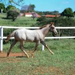 LOTE 012 - PRECIOUS BET VRA