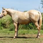 LOTE 002 - CORONA POP BOON