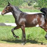 LOTE 004 - MV IDEAL BRENA