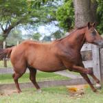 LOTE 009 - FLYRE BOMBER THISTU