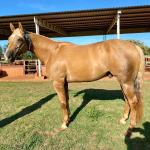 LOTE 006 - RED ACRE SWR