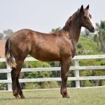 LOTE 013 - LITTLE QUEEN DUN IT