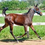 LOTE 006 - MV OK CATALÃO