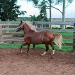 LOTE 008 - DUAL BROWN CAT MPQ