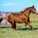 LOTE 007 - KINGS HEAVEN REY B3