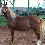 LOTE 008 - DUAL BROWN CAT MPQ