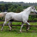 LOTE 007 - SPECIAL EAGLE RWS