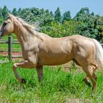 LOTE 003 - GHOST FIRE BC