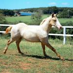LOTE 016 - KYLE GUN VRA