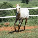 LOTE 018 - POPSANDBANGS VRA