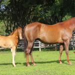 LOTE 017 - LITTLE LADY JAY  (2x1)