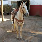 LOTE 006 - YOLLANDA WARS