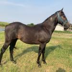 LOTE 013 - MR RED FAME UMF