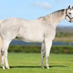 LOTE 005 - NUMBER OF GLORY