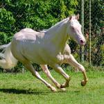 LOTE 007 - CREME APOLLO ENC