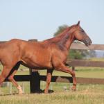 LOTE 011 - PLAYBOY OAK EDU