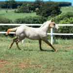 LOTE 016 - KYLE GUN VRA