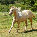 LOTE 002 - CORONA POP BOON