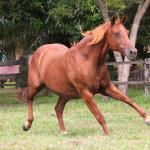 LOTE 018 - TIROLESA TO FLY EDU