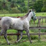 LOTE 004 - GO GO CRYSTAL HMJ