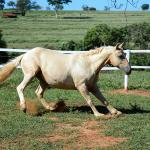 LOTE 010 - JABALENA STAR (2x1)
