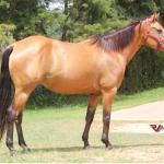 LOTE 012 - CHIQUINHA MOORE MJA