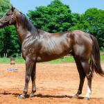 LOTE 002 - TUX CORONA G2