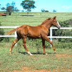 LOTE 015 - GUNNATRUCK VRA