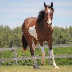 LOTE 005 - NAOMY TOP TOO CODY YBJ